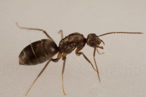 fumigar hormiga argentina