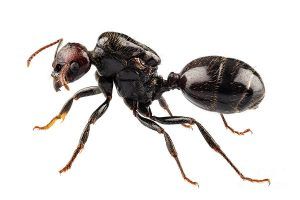 fumigar hormiga negra