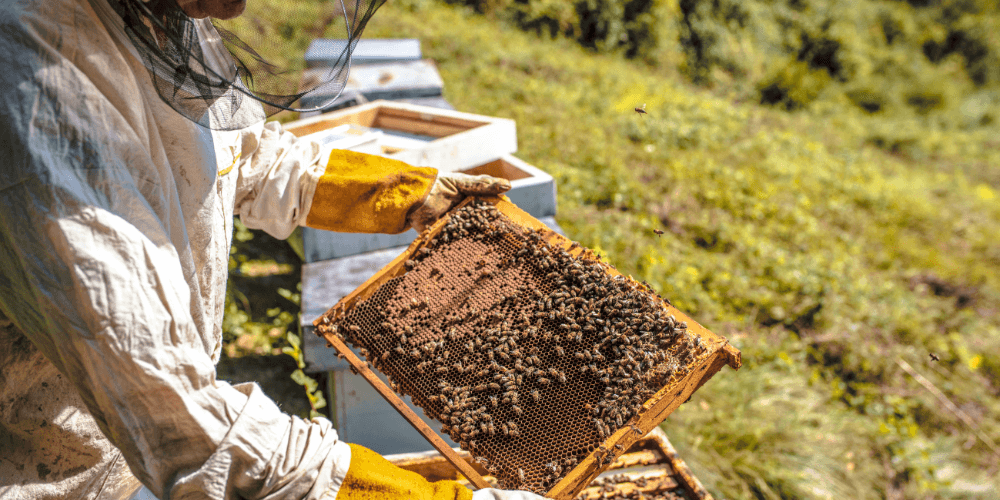 apicultor despues de retirar colmenas de abejas