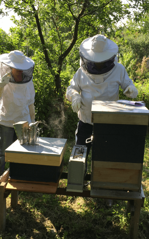 apicultores cuidando de una colmena de abejas