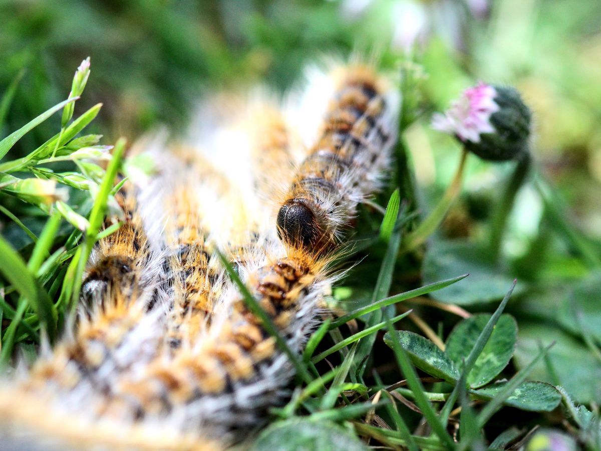 ciclo de vida de la procesionaria