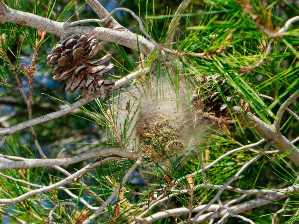 cuando sale la procesionaria