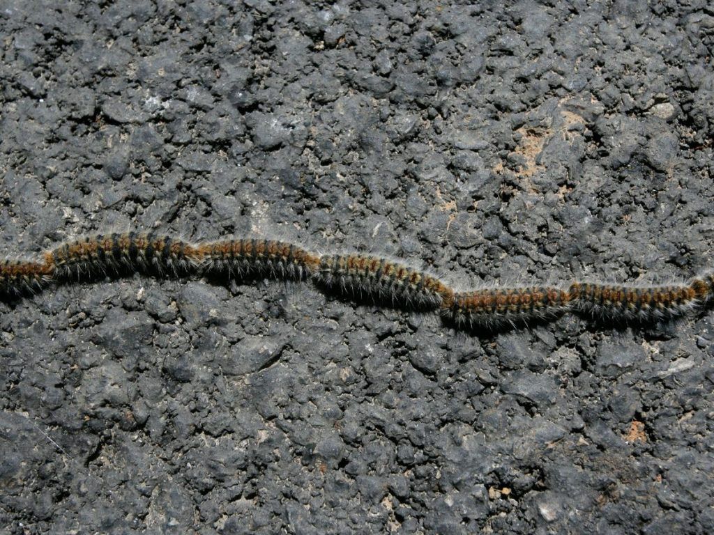 cuanto dura la procesionaria